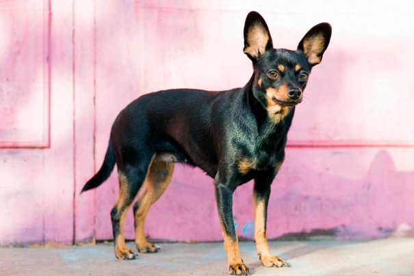 English toy outlet terrier puppy