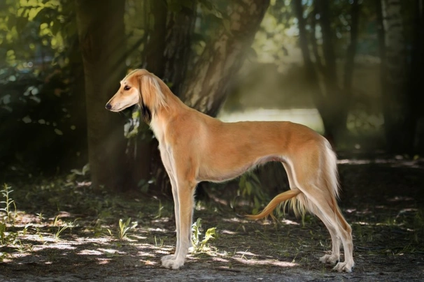 Saluki Dogs Raza - Características, Fotos & Precio | MundoAnimalia