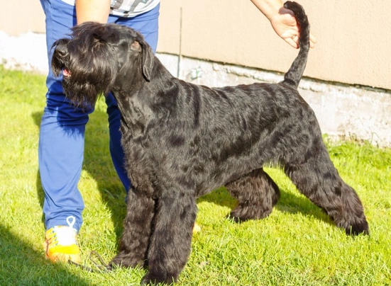 Giant Schnauzer Dogs Breed | Facts, Information and Advice | Pets4Homes