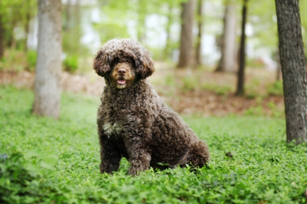 Cost of a cheap portuguese water dog