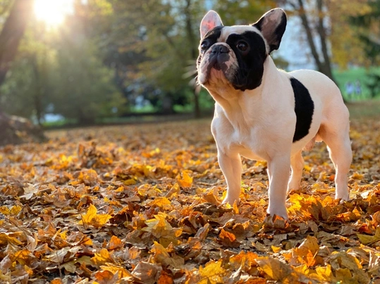 La gran popularidad del bulldog francés está afectando a su salud