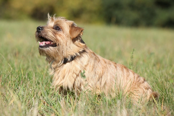 Norfolk Terrier Dogs Raza - Características, Fotos & Precio | MundoAnimalia