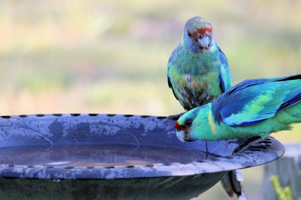 Barnard zelený Birds Plemeno / Druh: Povaha, Délka života & Cena | iFauna