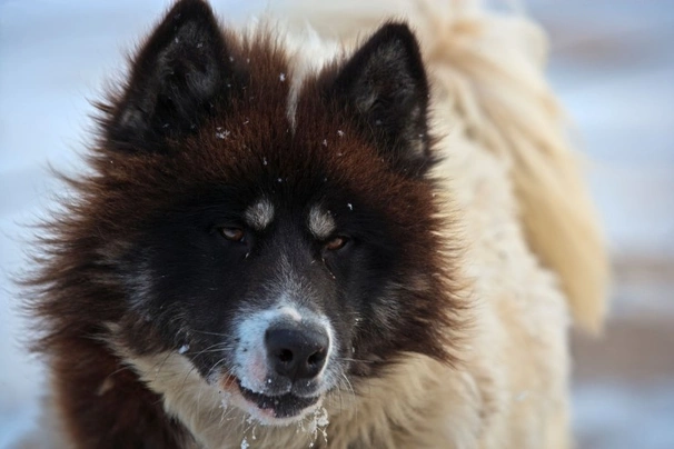 Canadian eskimo best sale dog temperament