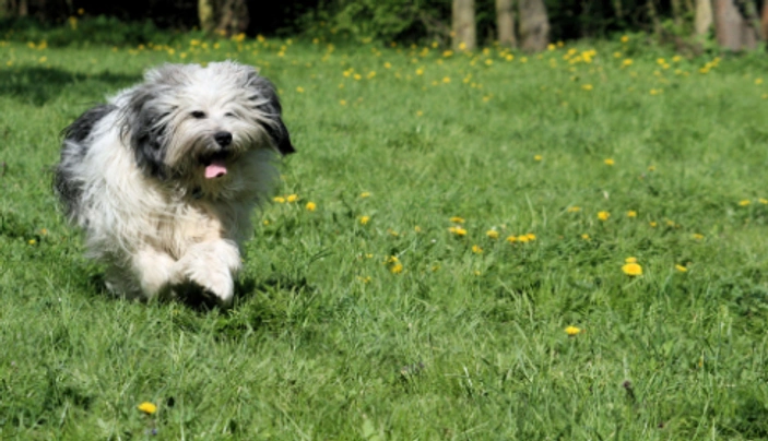 Polski Owczarek Nizinny Dogs Ras: Karakter, Levensduur & Prijs | Puppyplaats