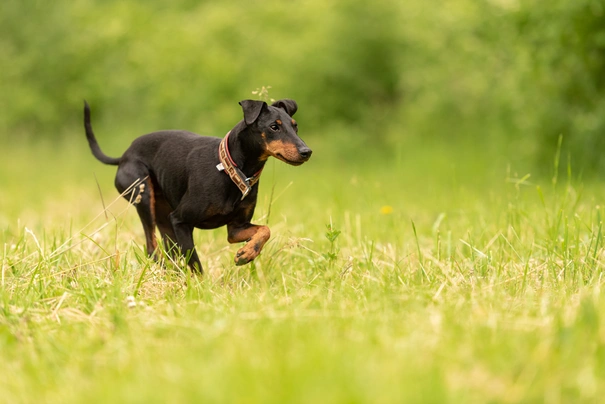 Manchester Terrier Dogs Raza - Características, Fotos & Precio | MundoAnimalia