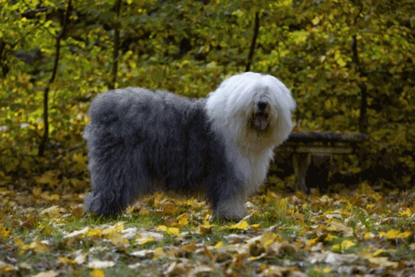 Antiguo pastor inglés (Bobtail)  English sheepdog puppy, Old english  sheepdog puppy, Old english sheepdog