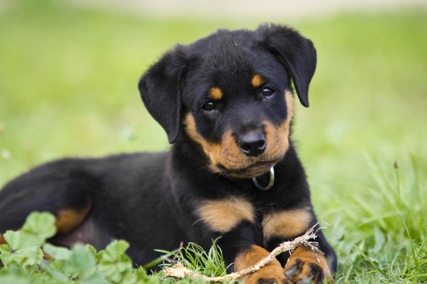 Rotvajler Dogs Plemeno / Druh: Povaha, Délka života & Cena | iFauna