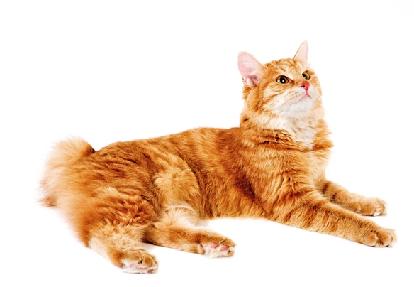 Orange american best sale bobtail cat