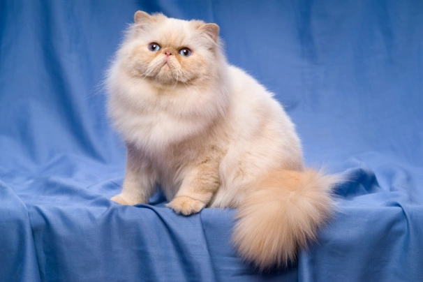 Persian Cats Breed - Information, Temperament, Size & Price | Pets4Homes