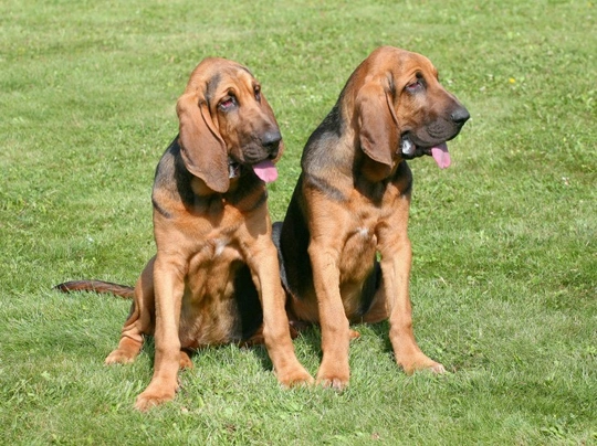 Bloodhound Dogs Informace - velikost, povaha, délka života & cena | iFauna