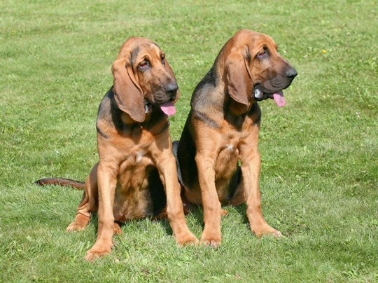 Bloodhound adoption near store me