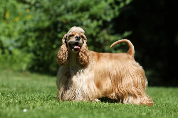 American Cocker Spaniel Dogs Breed - Information, Temperament, Size & Price | Pets4Homes