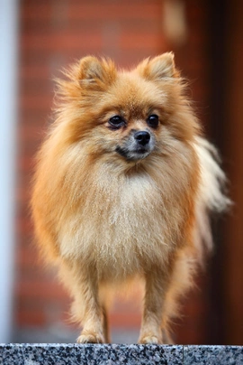 Pomeranian Dogs Breed - Information, Temperament, Size & Price | Pets4Homes