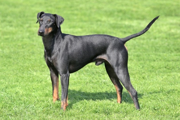 Manchester Terrier Dogs Raza - Características, Fotos & Precio | MundoAnimalia