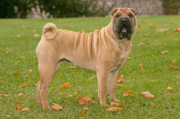 Shar Pei Dogs Breed - Information, Temperament, Size & Price | Pets4Homes