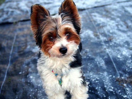 Biewer Yorkshire Terrier a la Pom Pon Dogs Raza - Características, Fotos & Precio | MundoAnimalia