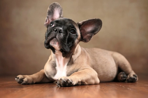 French Bulldog Dogs Breed - Information, Temperament, Size & Price | Pets4Homes