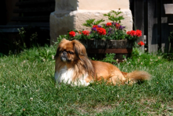 Pekingese Dogs Breed - Information, Temperament, Size & Price | Pets4Homes