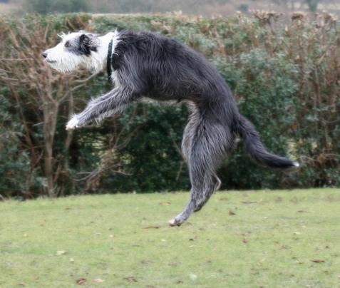 Rough haired outlet lurcher