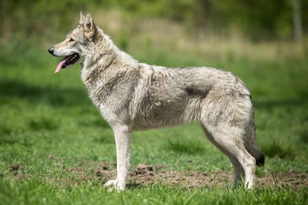 Saarloosův vlčák Dogs Plemeno / Druh: Povaha, Délka života & Cena | iFauna