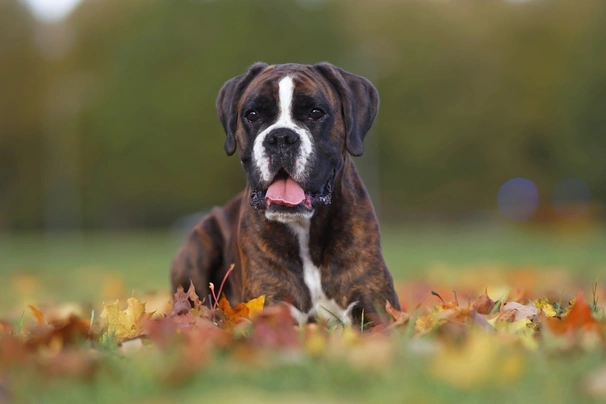 Německý boxer Dogs Informace - velikost, povaha, délka života & cena | iFauna