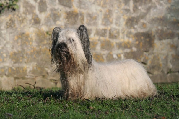 Skye Terrier Dogs Raza - Características, Fotos & Precio | MundoAnimalia