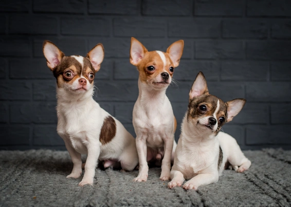 cuanto mide el chihuahua terrier