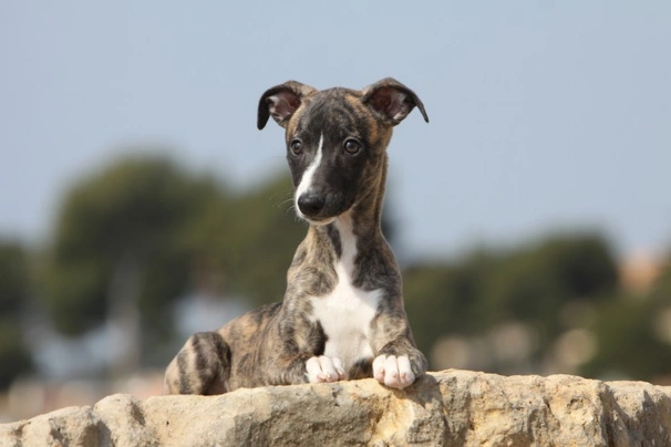 Long haired outlet whippet puppies