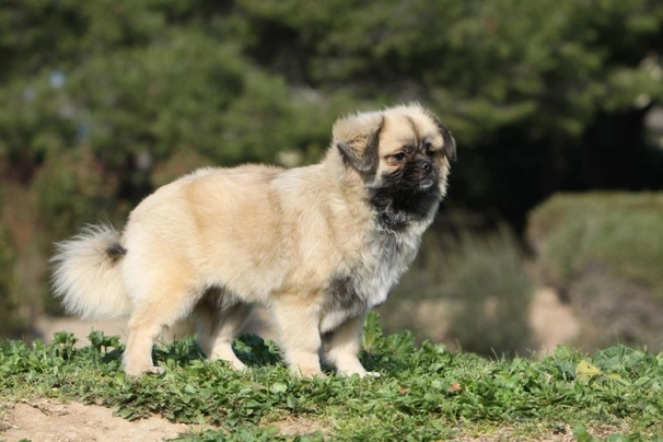 Tibetský španěl Dogs Informace - velikost, povaha, délka života & cena | iFauna