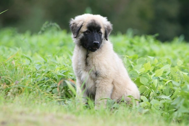 Estrela Mountain Dog Dogs Breed - Information, Temperament, Size & Price | Pets4Homes