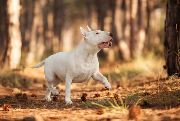 Bull terrier Dogs Razza - Prezzo, Temperamento & Foto | AnnunciAnimali