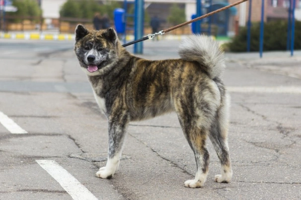 Grey best sale japanese akita