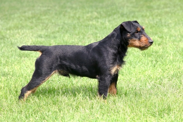 Jagdterrier Dogs Breed | Facts, Information and Advice | Pets4Homes