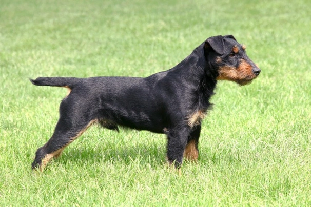 Jagdterrier Dogs Breed - Information, Temperament, Size & Price | Pets4Homes