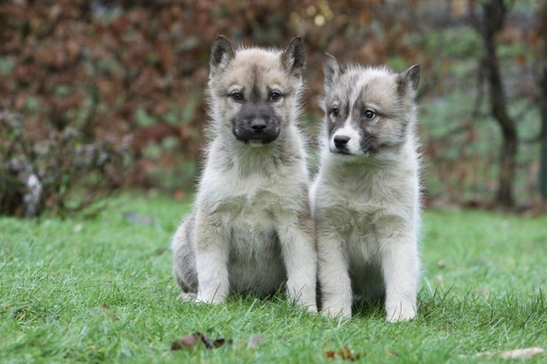 Grónský pes Dogs Plemeno / Druh: Povaha, Délka života & Cena | iFauna