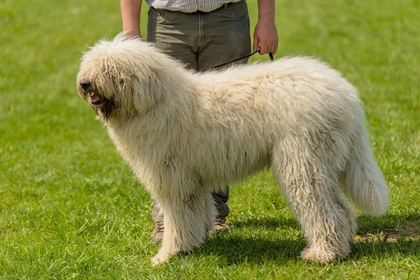 Komondor Dogs Plemeno / Druh: Povaha, Délka života & Cena | iFauna