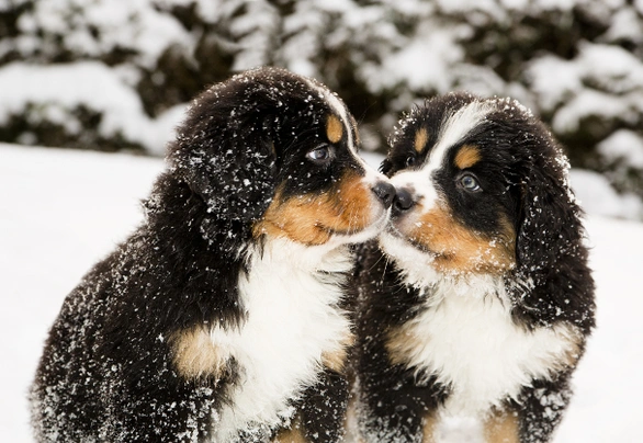 Bernský salašnický pes Dogs Informace - velikost, povaha, délka života & cena | iFauna