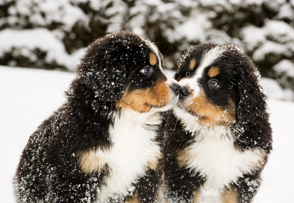 Bernský salašnický pes Dogs Plemeno / Druh: Povaha, Délka života & Cena | iFauna