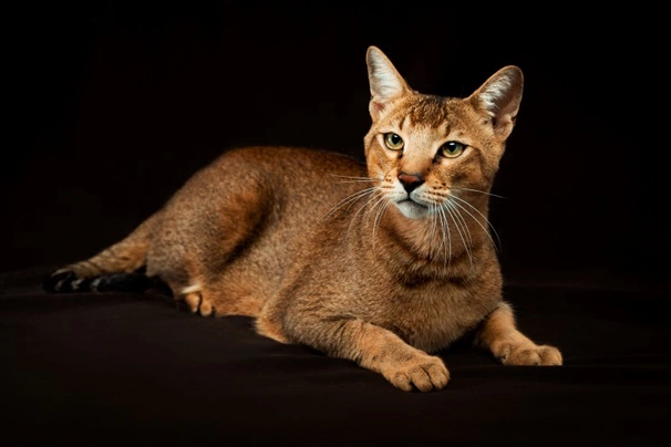 Chausie Cats Plemeno / Druh: Povaha, Délka života & Cena | iFauna