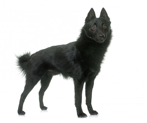 Schipperke puppies for store adoption