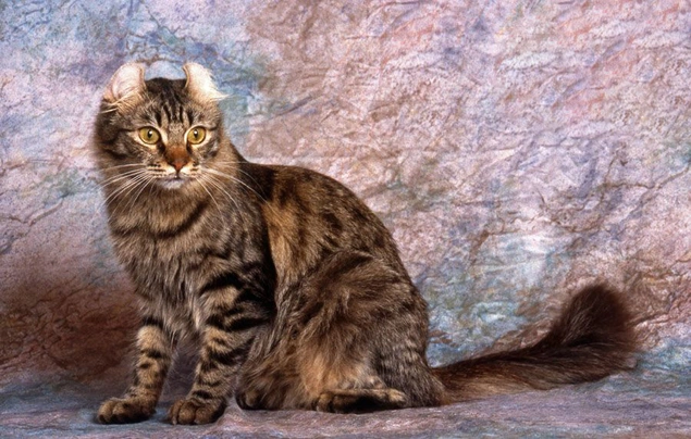 Americký curl Cats Informace - velikost, povaha, délka života & cena | iFauna