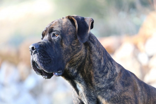 Cane Corso Dogs Informace - velikost, povaha, délka života & cena | iFauna