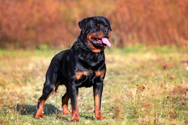 Rottweiler Dogs Ras: Karakter, Levensduur & Prijs | Puppyplaats