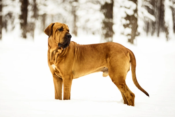 Brazilská fila Dogs Informace - velikost, povaha, délka života & cena | iFauna