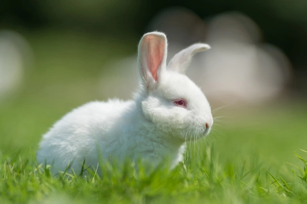 Polish Rabbits Breed - Information, Temperament, Size & Price | Pets4Homes