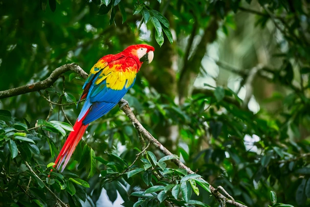 Ara arakanga Birds Informace - velikost, povaha, délka života & cena | iFauna