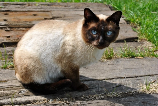 Siamská kočka Cats Plemeno / Druh: Povaha, Délka života & Cena | iFauna