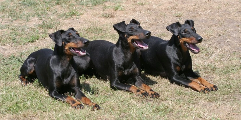 Manchester Terrier Dogs Breed | Facts, Information and Advice | Pets4Homes