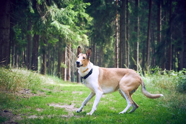 Smooth Collie Dogs Breed - Information, Temperament, Size & Price | Pets4Homes